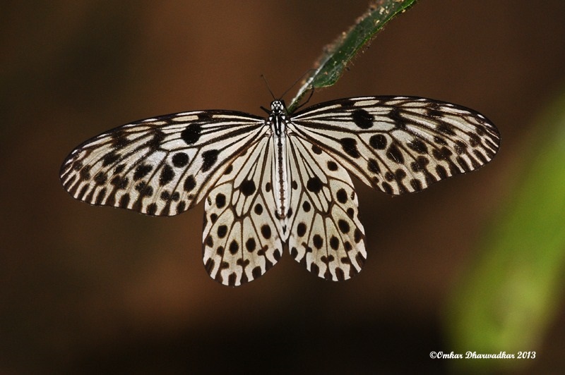 Malabar Tree-Nymph